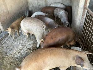 porci de vânzare  - imagine 2