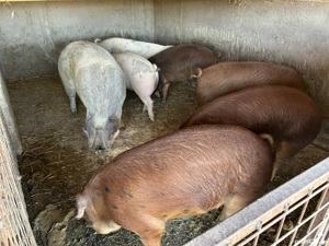 Porci de vânzare 