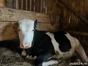 Vitei de vânzare   crescuți natural în gospodărie 