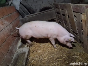  vand vier pentru reproductie