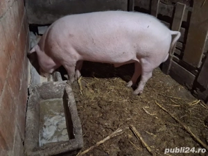   vand sau schimbi vier sau schimb cu vitei sau ponei sau lucerna - imagine 2