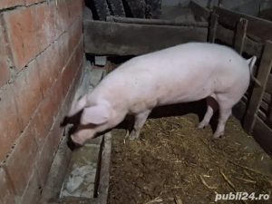   vand sau schimbi vier sau schimb cu vitei sau ponei sau lucerna - imagine 5