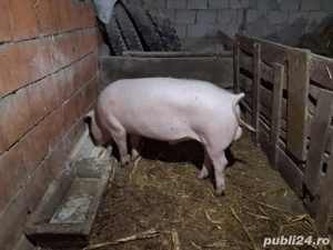   vand sau schimbi vier sau schimb cu vitei sau ponei sau lucerna - imagine 3