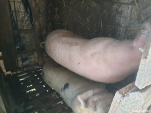 porc de vanzare