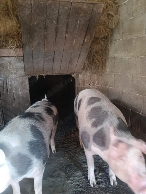 Vând porci grași! - imagine 3