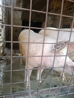 Vând porci grași! - imagine 5