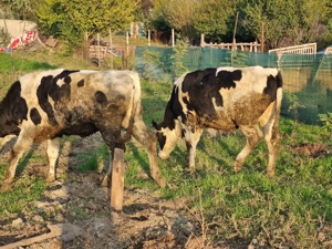 Vand 2 vitele de crescut  - imagine 5