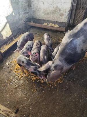 Purcei de vânzare - imagine 2