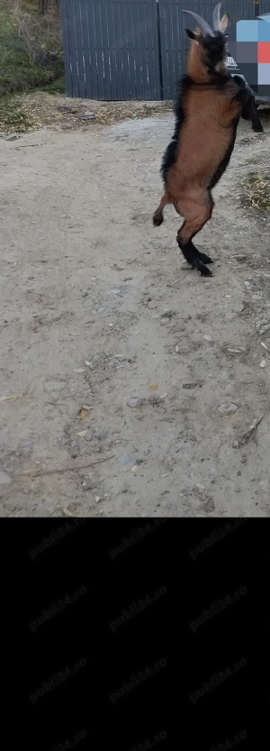 Țap de vanzare - imagine 2