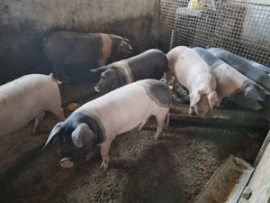 Vând porci  90 -100 kg