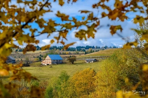 Caut îngrijitor de vaci   comuna Mărișel, județul Cluj