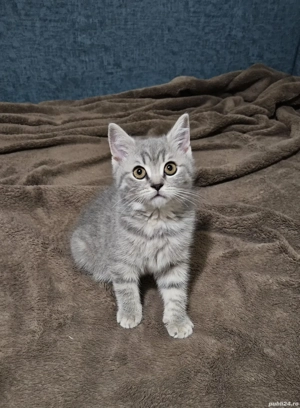 Pisicuța british shorthair silver tabby