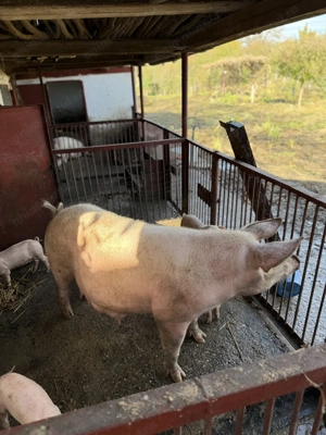 Vând porci de 8 săptămâni de carne vaccinați  - imagine 2