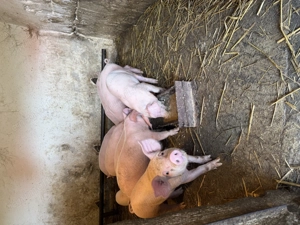 Vând porci de 8 săptămâni de carne vaccinați  - imagine 4