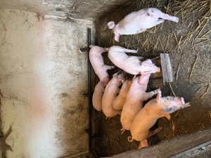 Vând porci de 8 săptămâni de carne vaccinați 