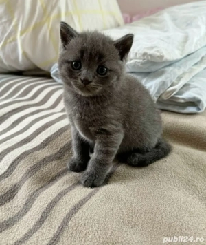 Pui british shorthair - imagine 4