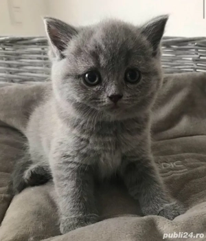Pui british shorthair - imagine 3