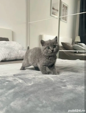 Pui british shorthair - imagine 2