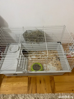 Vand Urgent Porcusor Guinea