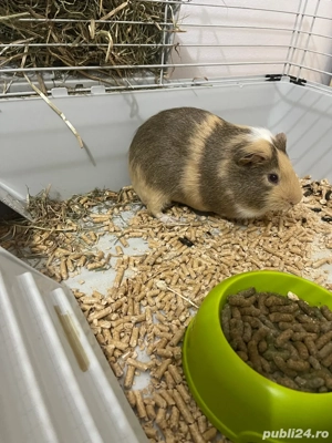 Vand Urgent Porcusor Guinea - imagine 2