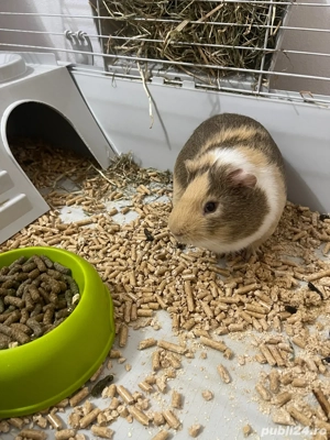 Vand Urgent Porcusor Guinea - imagine 3