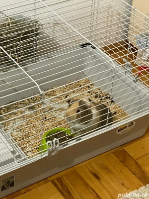 Vand Urgent Porcusor Guinea - imagine 5