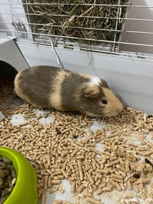 Vand Urgent Porcusor Guinea - imagine 4