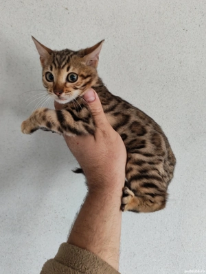 Bengalez a pur sânge 