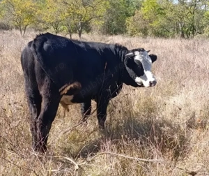 De vânzare vițel bou taur 450kg - imagine 3