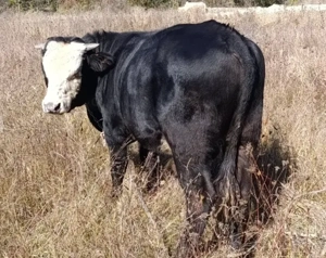 De vânzare vițel bou taur 450kg