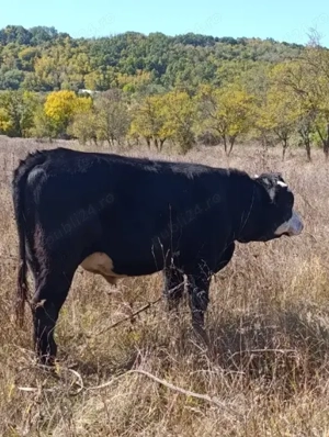 De vânzare vițel bou taur 450kg - imagine 5