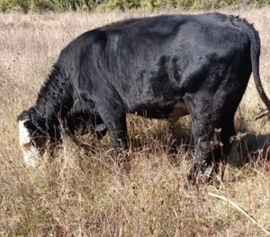 De vânzare vițel bou taur 450kg - imagine 2