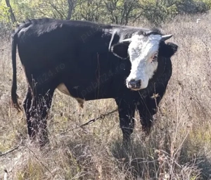 De vânzare vițel bou taur 450kg - imagine 4