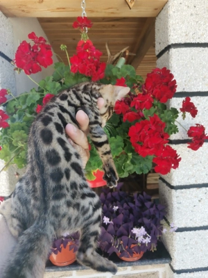 Bengal superba - imagine 2