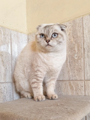 Pereche scottish fold chincilla si british straight