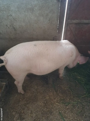 vind grostei 45-50 kg