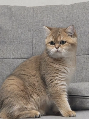 Pisica british shorthair