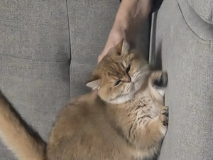 Pisica british shorthair - imagine 3