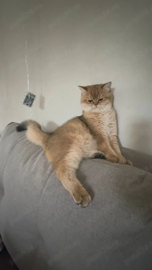Pisica british shorthair - imagine 2