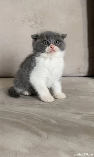 Scottish fold baietei si fetite 