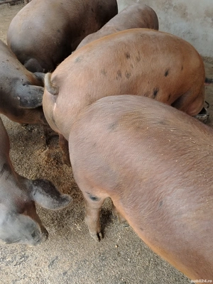 Vând porci!  - imagine 4