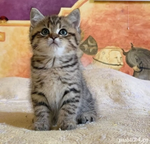 British shorthair pui superbi 