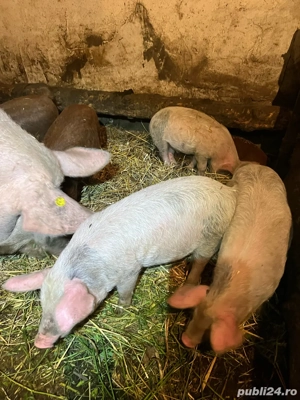 Purcei de vanzare!