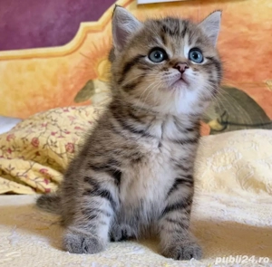 British shorthair pui superbi  - imagine 2