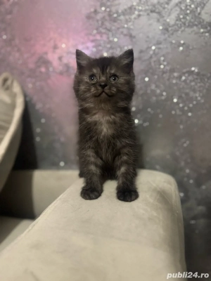 British shorthair pui