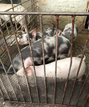 Vând purcei crescuți cu cereale, 20-35kg, 400-600 lei - imagine 2