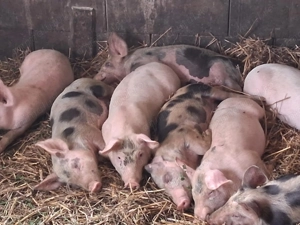 Vând purcei crescuți cu cereale, 20-35kg, 400-600 lei