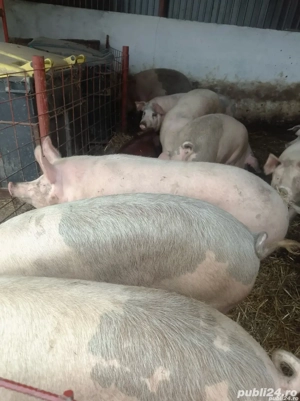 Porci de vânzare pentru crăciun  - imagine 2