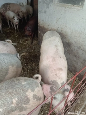 Porci de vânzare pentru crăciun  - imagine 4