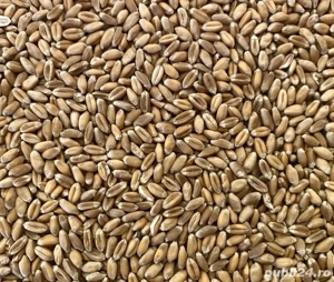 Vand grau recolta 2025